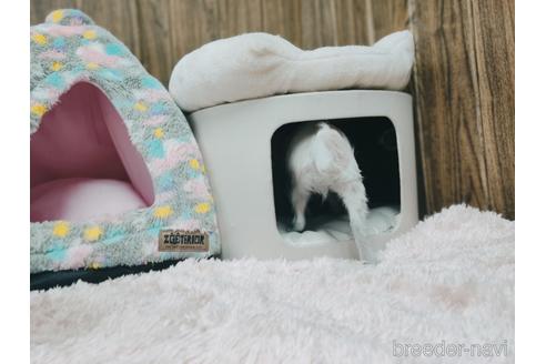 成約済の兵庫県のチワワ(ロングコート)-157036の10枚目